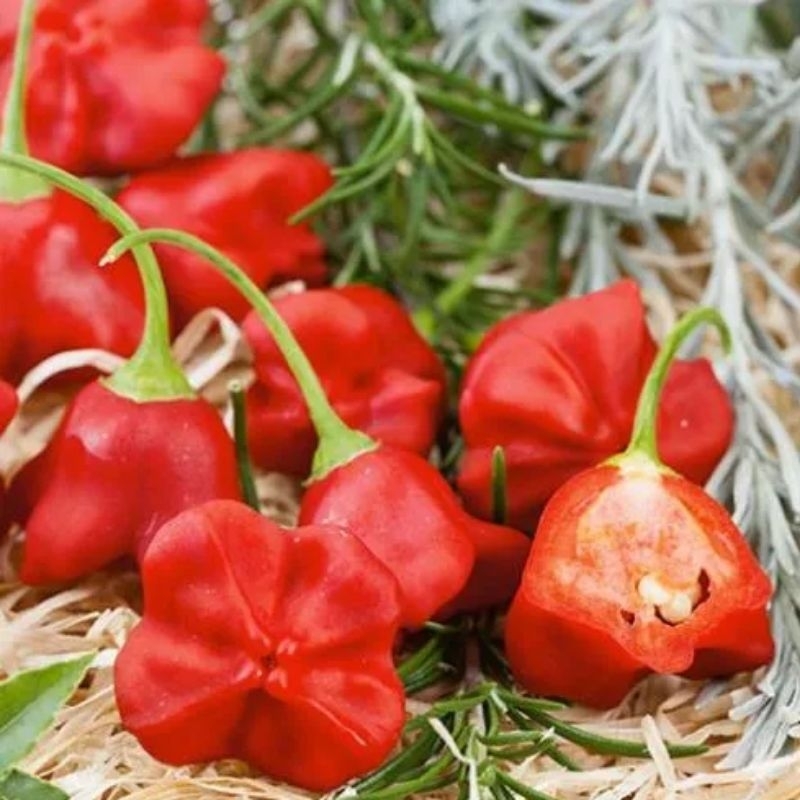 Hạt Giống Ớt Hoa Hồng, Rất Đẹp, Vừa Làm Cảnh Và Ăn Thơm, Cay Nhẹ