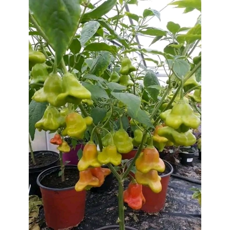 Hạt Giống Ớt Hoa Hồng, Rất Đẹp, Vừa Làm Cảnh Và Ăn Thơm, Cay Nhẹ