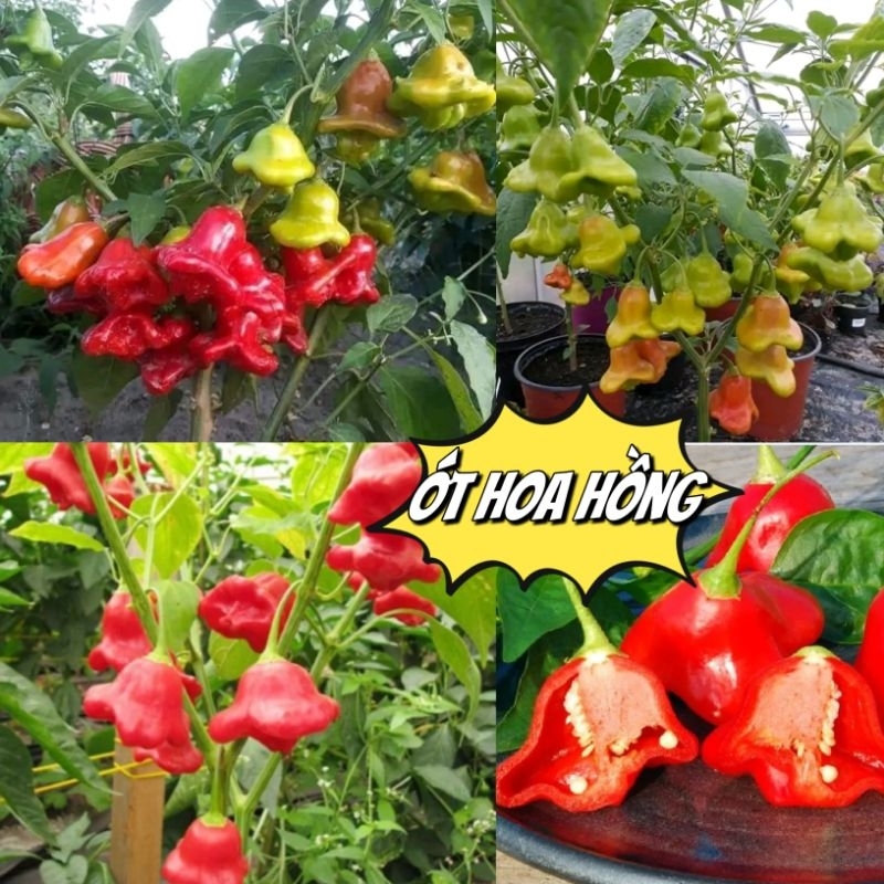Hạt Giống Ớt Hoa Hồng, Rất Đẹp, Vừa Làm Cảnh Và Ăn Thơm, Cay Nhẹ