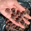 10 Trái Phi Lao Ấn Độ (Dương Liễu) | Dược Liệu Hồ Cá, Trang Trí Hồ Cá Thủy Sinh, Biotope, Blackwater.