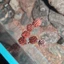 10 Trái Phi Lao Ấn Độ (Dương Liễu) | Dược Liệu Hồ Cá, Trang Trí Hồ Cá Thủy Sinh, Biotope, Blackwater.