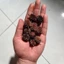10 Trái Phi Lao Ấn Độ (Dương Liễu) | Dược Liệu Hồ Cá, Trang Trí Hồ Cá Thủy Sinh, Biotope, Blackwater.