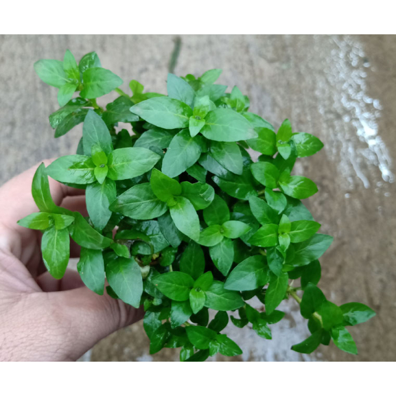 Cây Rau Thơm - Cây thủy sinh | Shopee Việt Nam