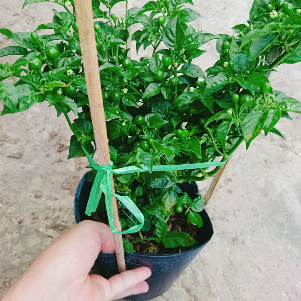 Cây ớt peru - ớt cay nhất thế giới - cây cao 30 cm, cây đang cho trái