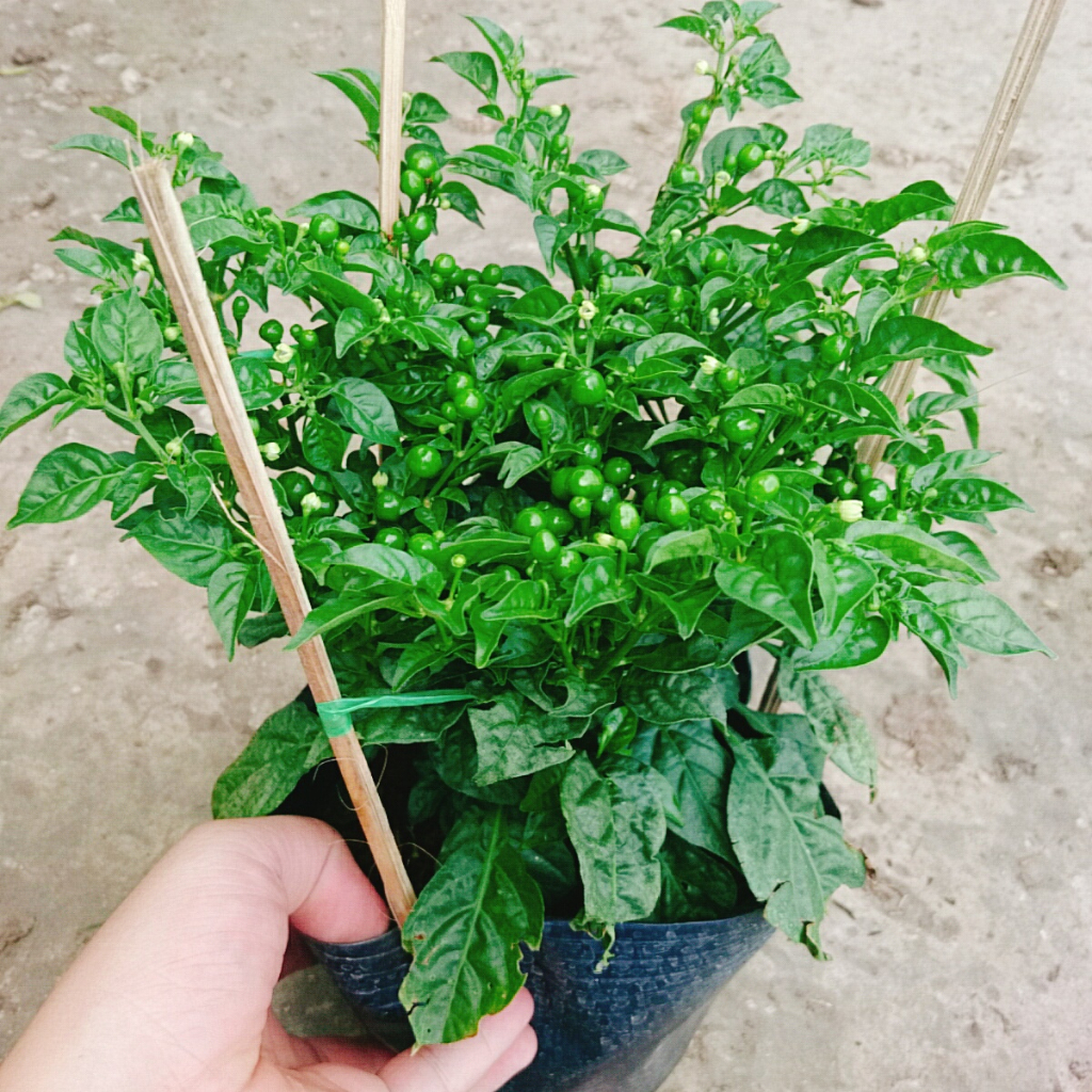 Cây ớt peru - ớt cay nhất thế giới - cây cao 30 cm, cây đang cho trái
