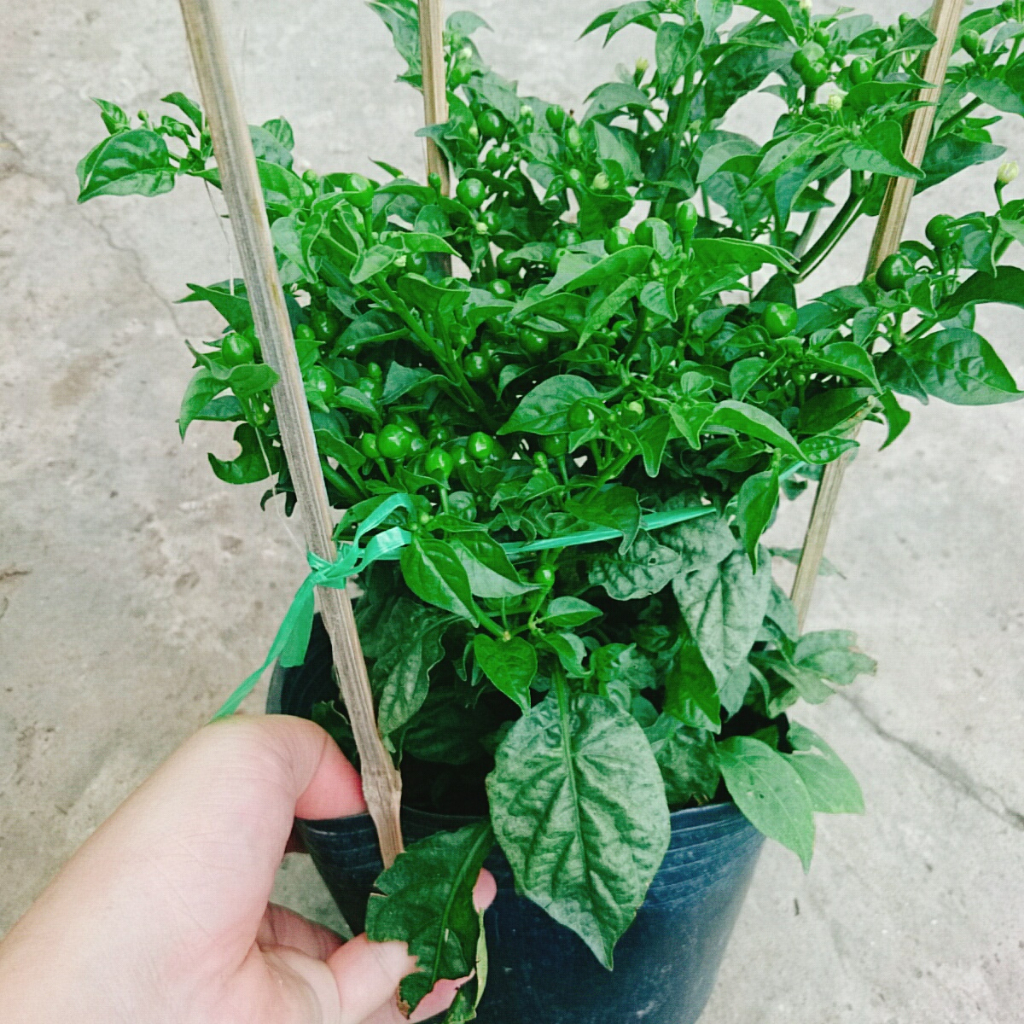 Cây ớt peru - ớt cay nhất thế giới - cây cao 30 cm, cây đang cho trái