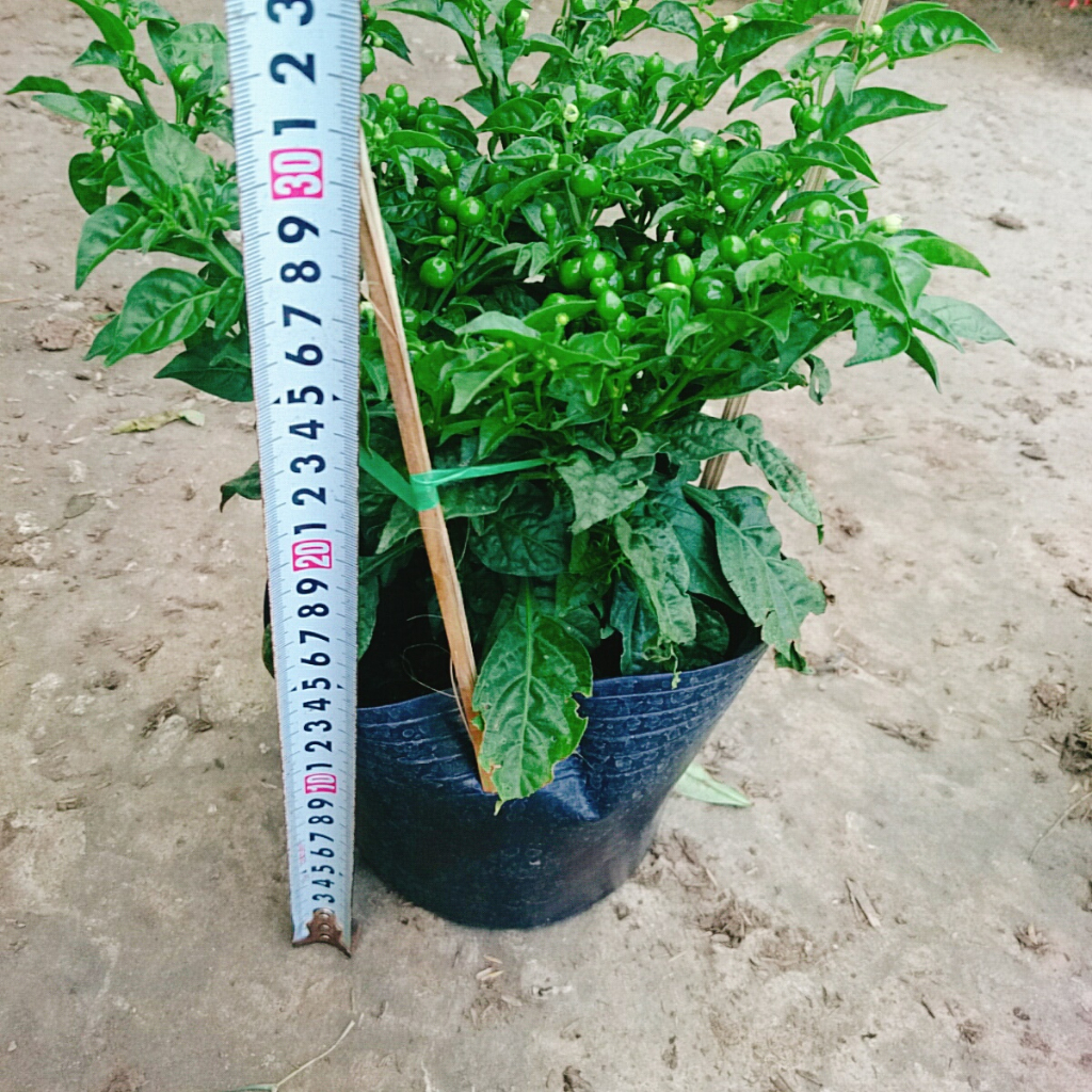 Cây ớt peru - ớt cay nhất thế giới - cây cao 30 cm, cây đang cho trái
