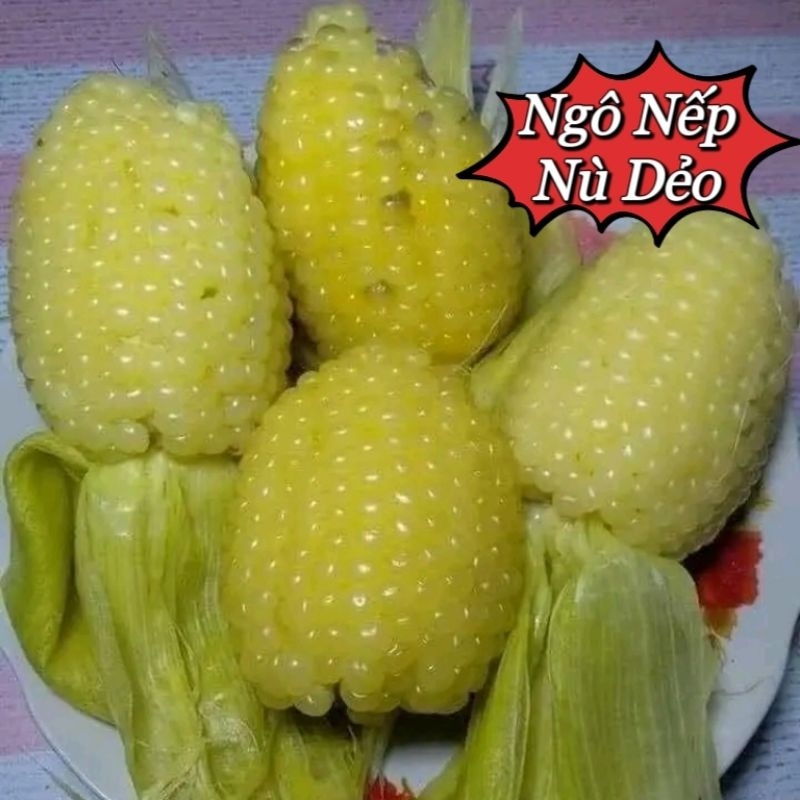 ⭐hạt giống ngô nếp nù sữa😚😚 Dẻo Thơm😍 ăn cực ngon rất dễ trồng