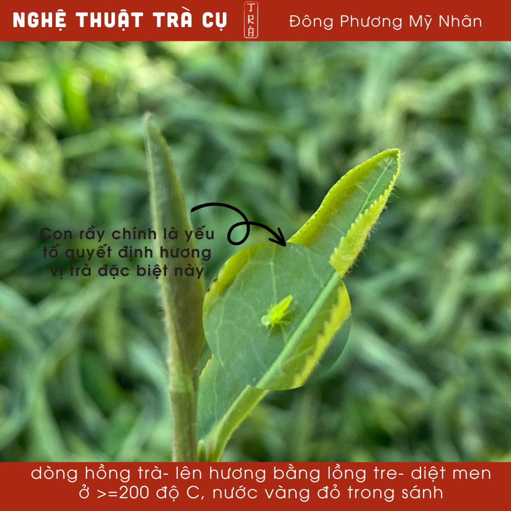 [Thẩm trà túi nhỏ]Trà Đông Phương Mỹ Nhân 10gr túi nhỏ dễ mang đi