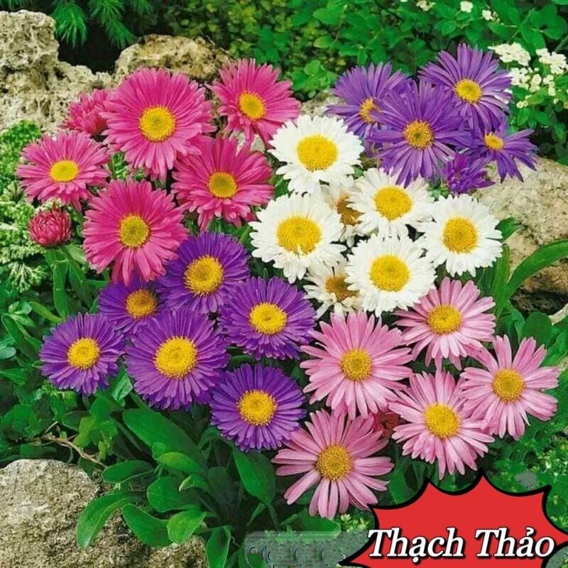 🌟Hạt Giống Hoa Thạch Thảo MiX🌟 Siêu Đẹp Loài Hoa Tượng Trưng Cho Tình Yêu