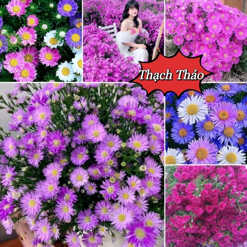 câ, y giống hoa thạch thảo❤️❤️ Hoa Lâu Năm❤️
