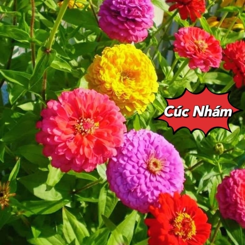 200 hạt giống cúc lá nhám nhiều màu 🌻 Siêu Xinh💥 cực kỳ dễ trồng.