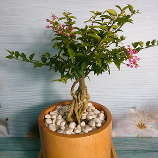 Cây Hồng Ngọc Mai Bonsai - cây cảnh bonsai