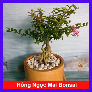 Cây Hồng Ngọc Mai Bonsai - cây cảnh bonsai
