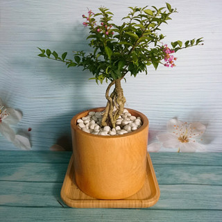 Cây Hồng Ngọc Mai Bonsai - cây cảnh bonsai