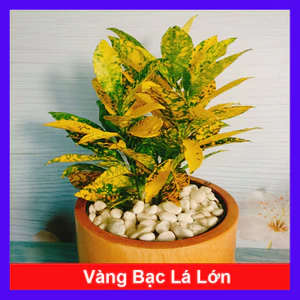 Cây Vàng Bạc Lá Lớn - Cây cảnh phong thủy để bàn mang may mắn tài lộc