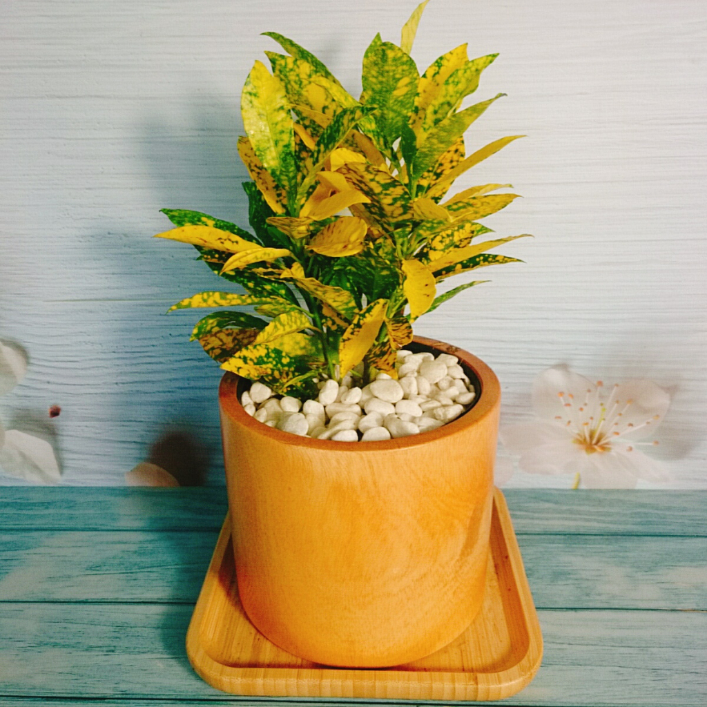 Cây Vàng Bạc Lá Lớn - Cây cảnh phong thủy để bàn mang may mắn tài lộc