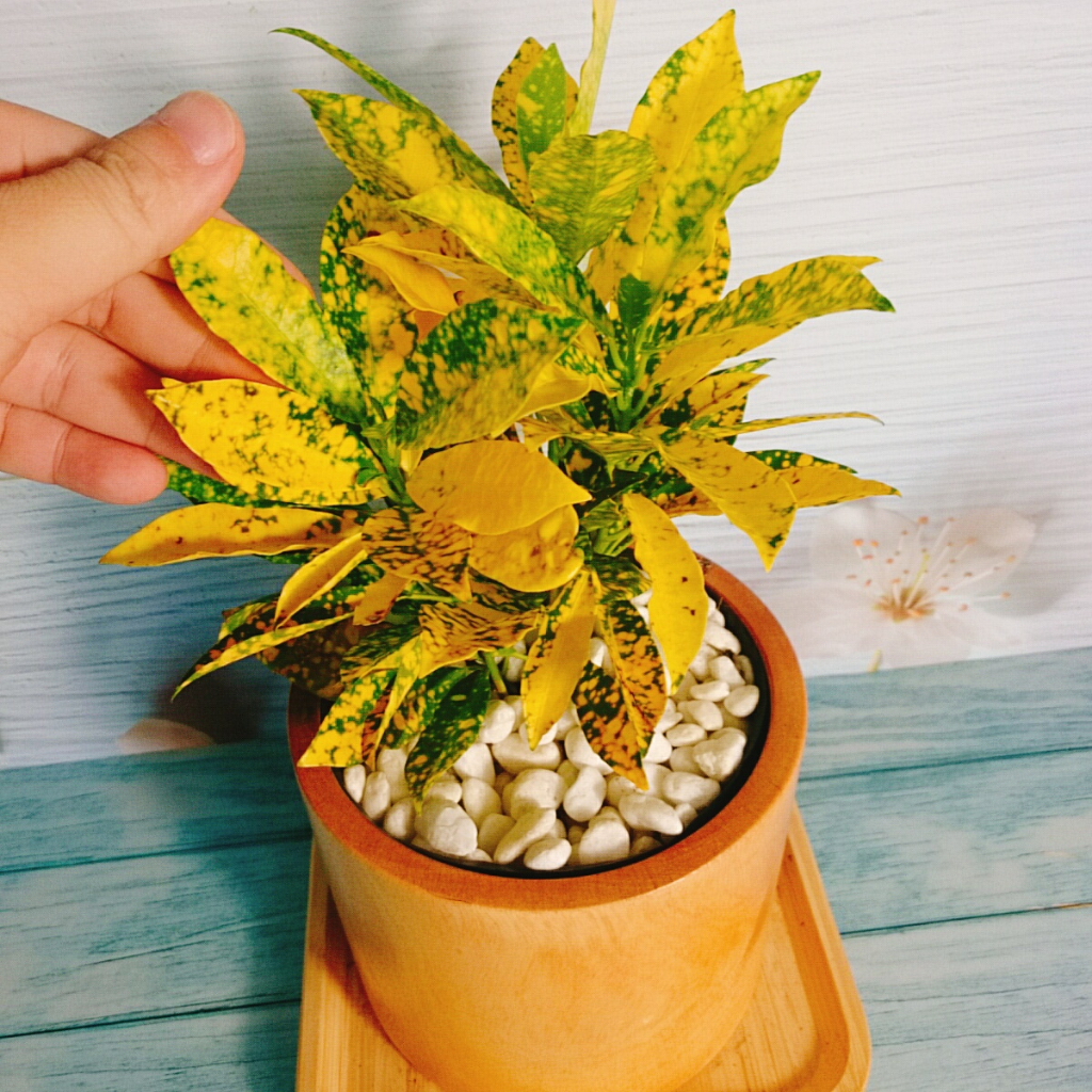 Cây Vàng Bạc Lá Lớn - Cây cảnh phong thủy để bàn mang may mắn tài lộc