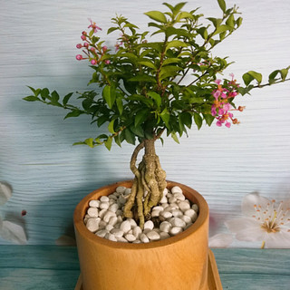 Cây Hồng Ngọc Mai Bonsai - cây cảnh bonsai