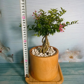 Cây Hồng Ngọc Mai Bonsai - cây cảnh bonsai