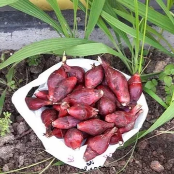 Củ sâm hành tươi 20 củ