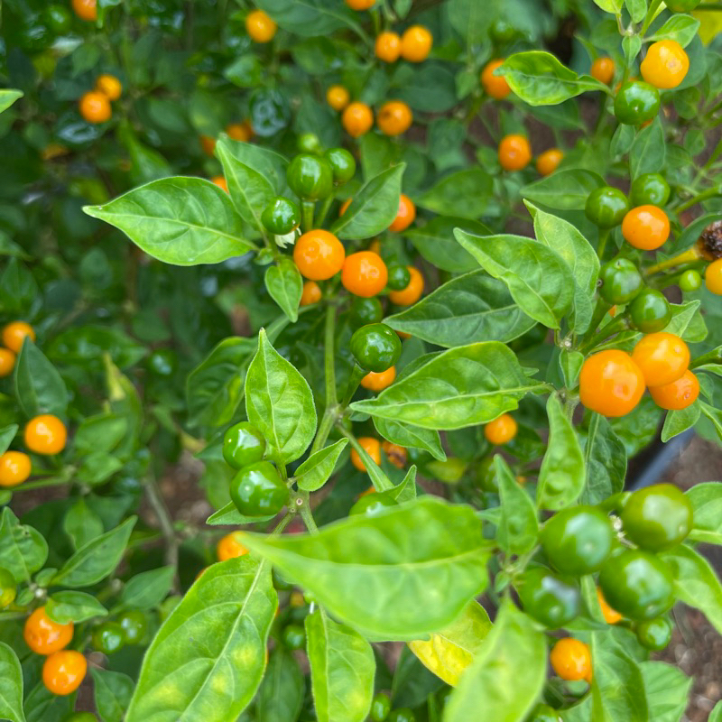 Túi quả ớt tươi: Ớt Peru Charapita vàng - Ớt Chile đỏ ( có thể dùng để ...