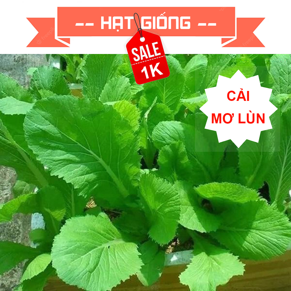 Hạt giống Rau Cải Mơ dễ trồng, dễ chăm sóc | Shopee Việt Nam