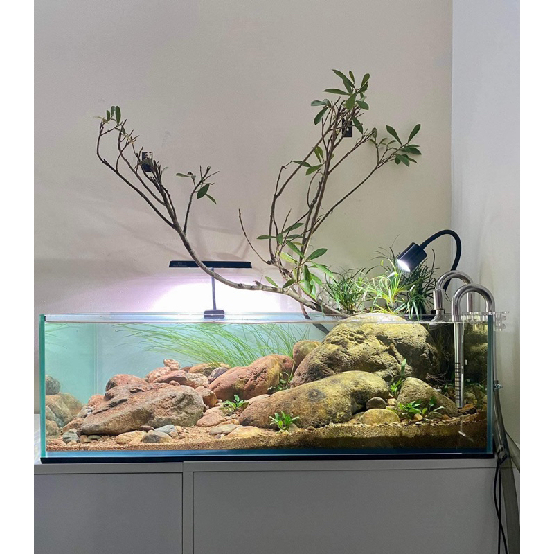 cây rù rì thủy sinh , biotop 30-40cm | Shopee Việt Nam