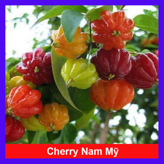 Cây Cherry Nam Mỹ - cherry Surinam - cây cherry Khía có quả sau 6 tháng phù hợp khí hậu 3 miền VN