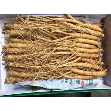 Nhân Sâm Tươi Hàn Quốc Size 25-35 Củ 1 Kg - Sâm Hầm Gà