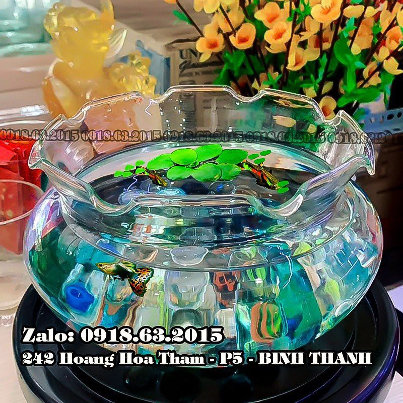 BÌNH THỦY TINH NUÔI CÁ ĐỂ BÀN B17,CHẬU CÁ THỦY TINH MINI,BÌNH THỦY TINH ...