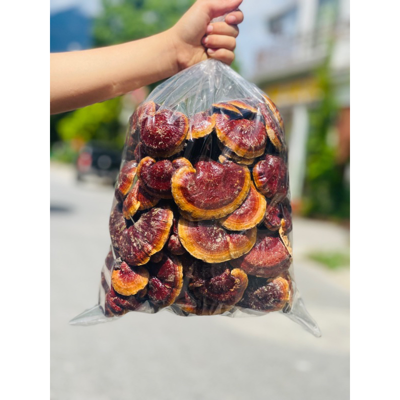 Nấm Lim Xanh Rừng Tây Bắc | Tai Nấm Thơm Đậm Tự Nhiên Hàng Đẹp Tuyển Chọn 1kg