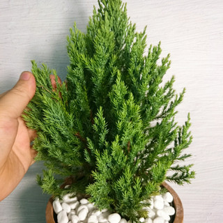 Cây Sơn Tùng - Cây cảnh trong nhà