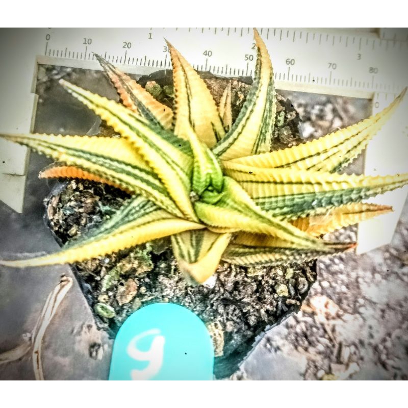Móng rồng xoáy lem, móng rồng xoáy var , size 7-12cm nhiều mẫu khách ...