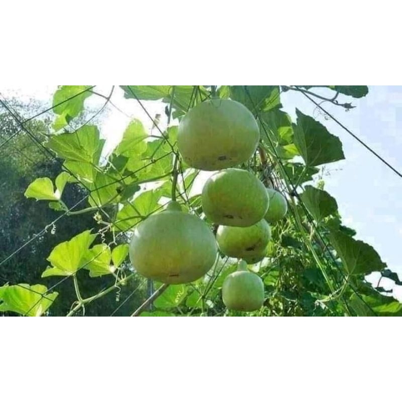 1gam (khoảng 7 hạt) hạt giống bầu hương thái papaya thơm ngon Thái Lan chất lượng cao 😍🧡Freeship ❤️💥chất lượng cao