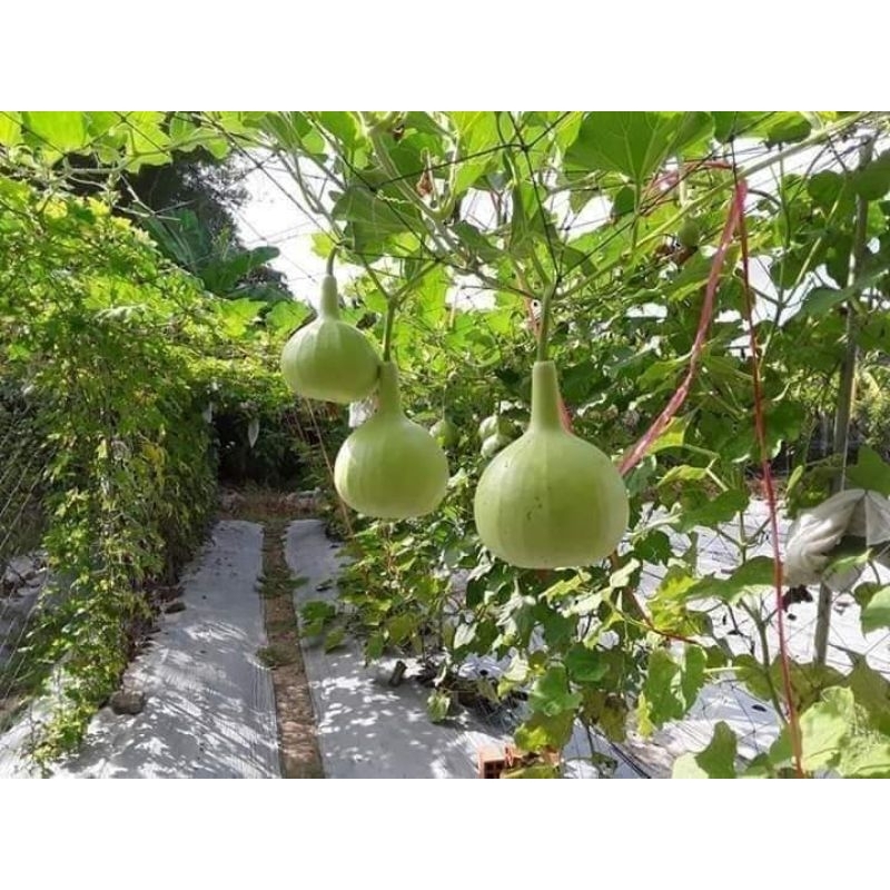 1gam (khoảng 7 hạt) hạt giống bầu hương thái papaya thơm ngon Thái Lan chất lượng cao 😍🧡Freeship ❤️💥chất lượng cao
