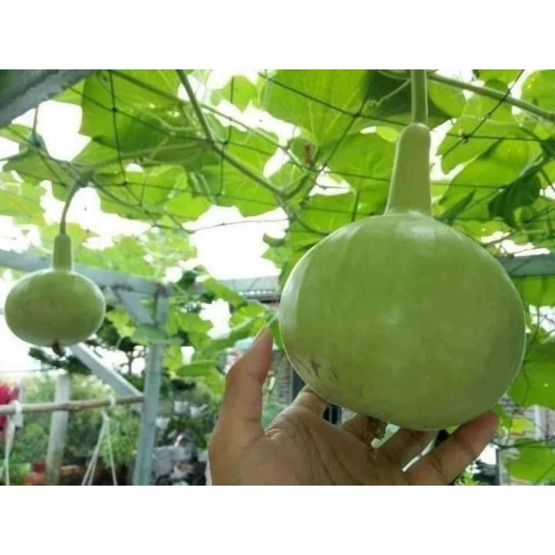 1gam (khoảng 7 hạt) hạt giống bầu hương thái papaya thơm ngon Thái Lan chất lượng cao 😍🧡Freeship ❤️💥chất lượng cao