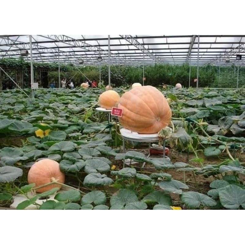 5 hạt bí ngô siêu khổng lồ  💥SALE LỚN💥 chất lượng cao