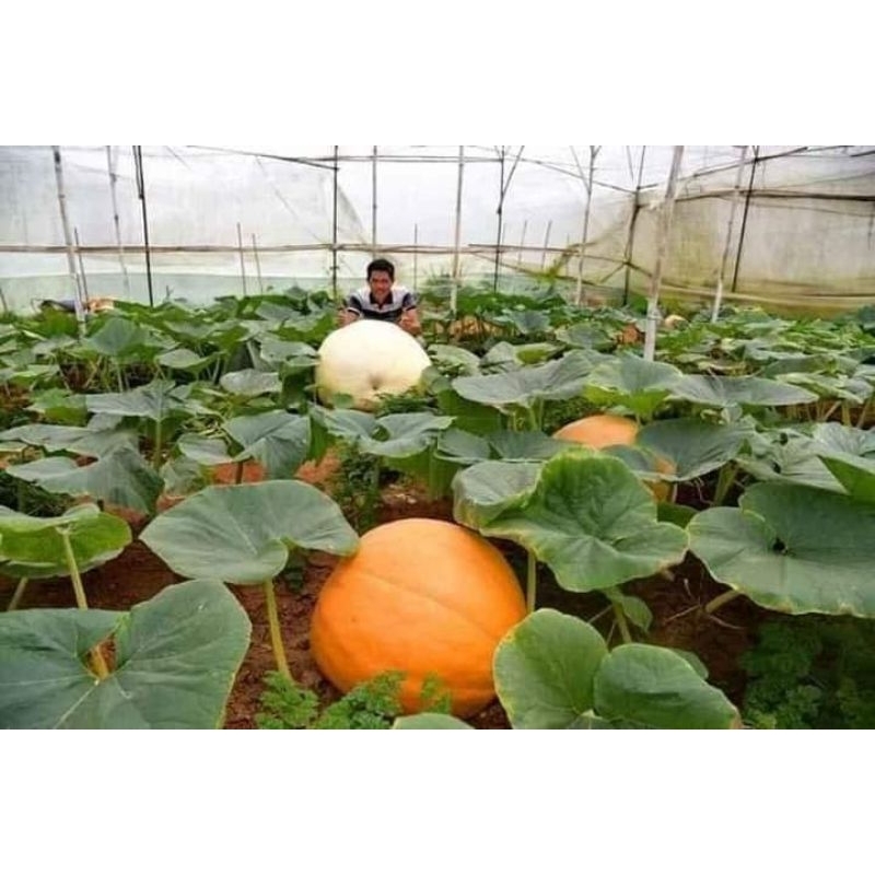 5 hạt bí ngô siêu khổng lồ  💥SALE LỚN💥 chất lượng cao
