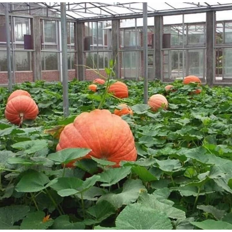 5 hạt bí ngô siêu khổng lồ  💥SALE LỚN💥 chất lượng cao