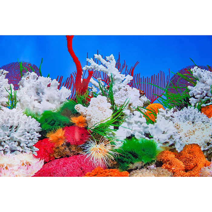TRANH DÁN HỒ CÁ 2 MẶT CAO 50CM DÀI MẪU NGẪU NHIÊN