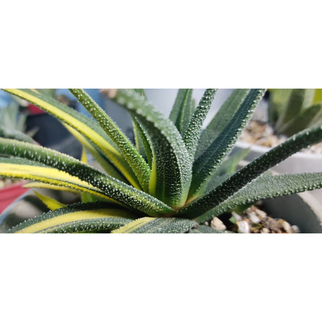 Chậu xương rồng móng rồng - Haworthia Attenuata Var. Radula | Shopee ...