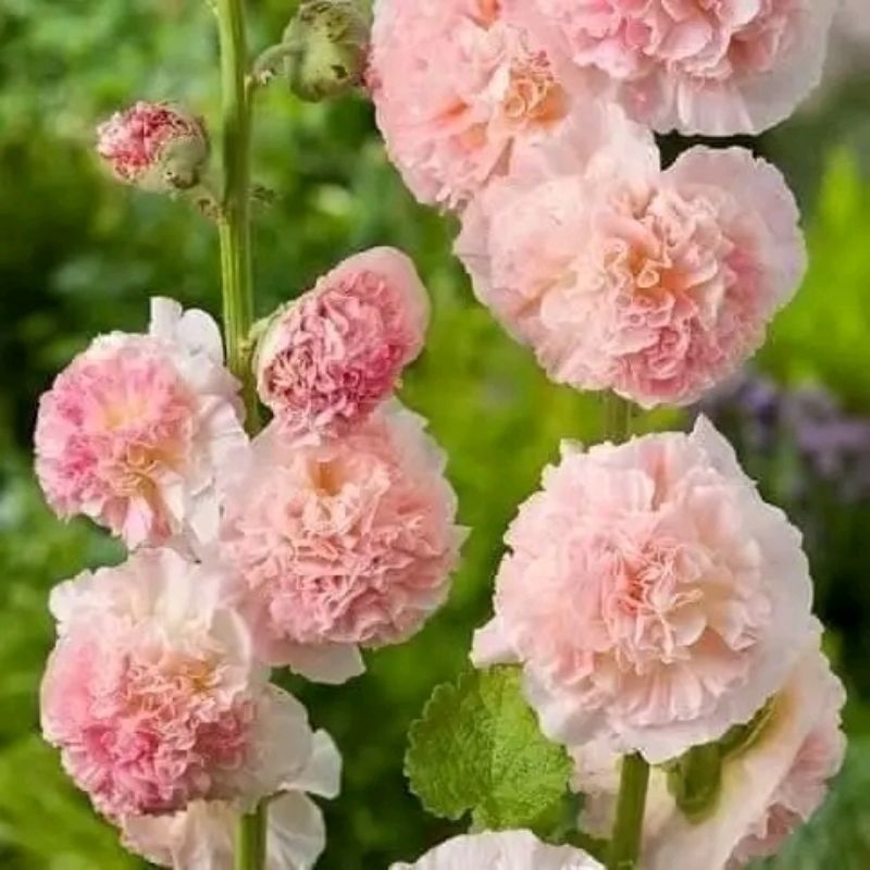 50 hạt giống hoa mãn đình hồng mix màu ❤️ đẹp mê mẫn ❤️ chất lượng cao
