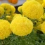 Hạt Giống Hoa Vạn Thọ Mỹ F1 hàng bông lớn