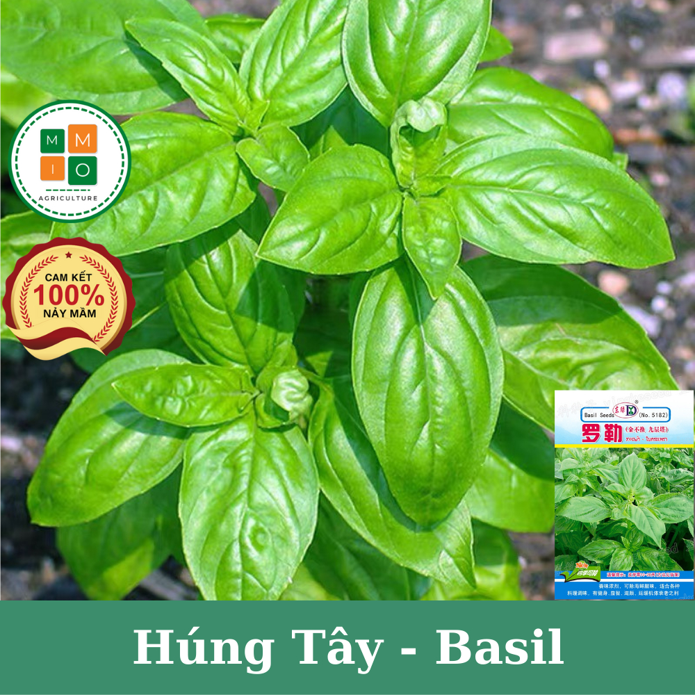 Hạt giống rau thơm húng tây (Basil) | Shopee Việt Nam