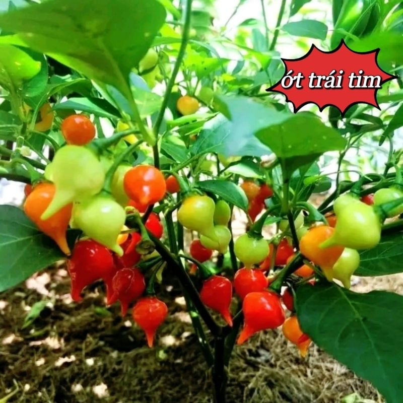 Hạt giống ớt trái tim,❤ hàng mỹ cực quý vừa làm kiểng và ăn