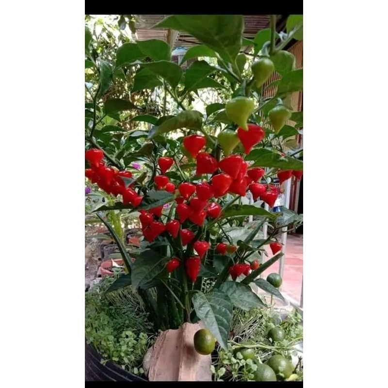 Hạt giống ớt trái tim,❤ hàng mỹ cực quý vừa làm kiểng và ăn