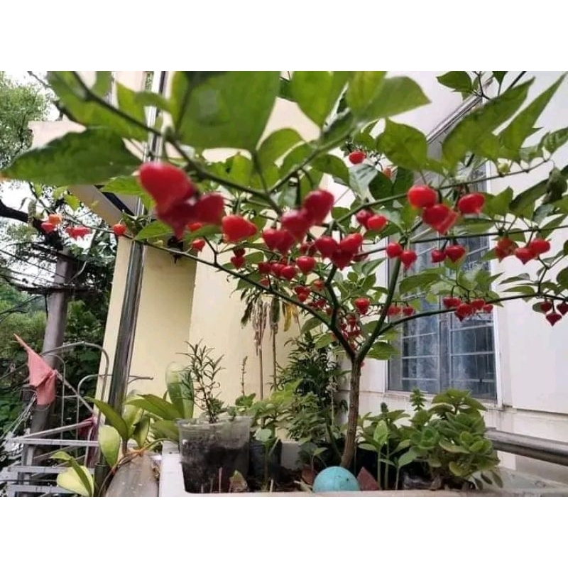 Hạt giống ớt trái tim,❤ hàng mỹ cực quý vừa làm kiểng và ăn
