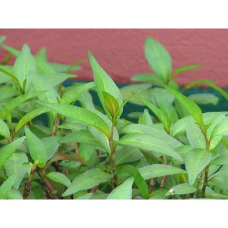 Hạt giống rau răm cao sản- Hạt giống rau gia vị Việt | Shopee Việt Nam