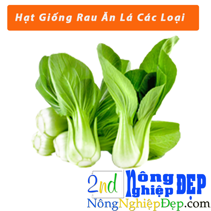 Hạt Giống Rau Ăn Lá Trồng Chậu - Rạng Đông - Dễ Trồng, Cây Phát Triển ...